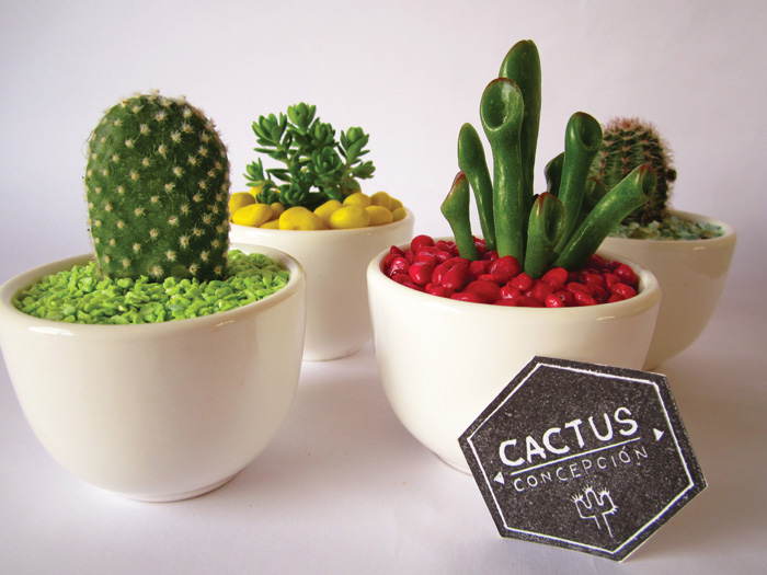 bitácora-cactus-IMG_6912 - copia
