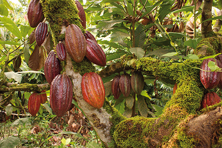 cacao33