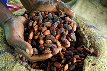 Cocoa farmer David Kebu Jnr holding the finished product, dried