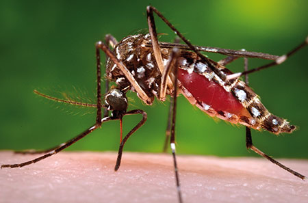 This 2006 photo provided by the Centers for Disease Control and Prevention shows a female Aedes aegypti mosquito in the process of acquiring a blood meal from a human host. On Friday, Jan. 15, 2016, U.S. health officials are telling pregnant women to avoid travel to Latin America and Caribbean countries with outbreaks of a tropical illness linked to birth defects. The Zika virus is spread through mosquito bites from Aedes aegypti and causes only a mild illness in most people. But there’s been mounting evidence linking the virus to a surge of a rare birth defect in Brazil. (James Gathany/Centers for Disease Control and Prevention via AP)