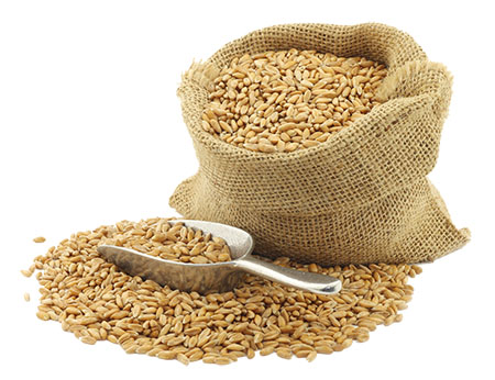 farro grain in a burlap bag with an aluminum scoop on a white ba