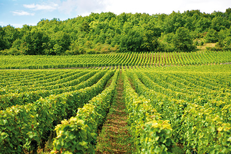 Typical vineyard in France